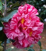 Bella Romano Camellia, Camellia japonica 'Bella Romano'